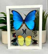 Real Butterflies One Blue Morpho Didius plus 6 amazing butterflies. (7MC002) picture