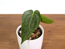 Anthurium Papillilaminum x Carlablackiae     picture