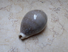 Cypraea camelopardalis lareg very huge size 84.1mm F++++F+++ lyncina sea shell picture