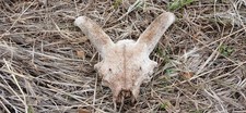 Goat/Sheep Ram Skull With Horns picture