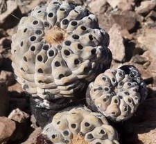 SeedGrown Spineless Copiapoa Cinerea picture