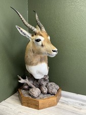 Blackbuck Antelope Taxidermy Shoulder Scenic Pedestal Mount African Exotic picture