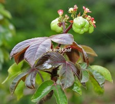 Dried Red Jatropha Curcas Leaves –Ratanjot Laljari Jadi Yatilung Herb Ceylon picture