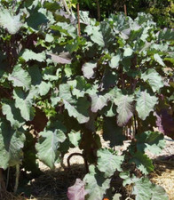 One Cutting of Perennial Purple Leaf Tree Collard / Kale  (Fast Shipping) picture