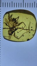 Huge Perfect Spider, Pristine Fossil In Genuine burmite Amber, 98myo picture