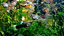 Fancy Mutt Guppy LIVE FRY PACK - 25+ Home Raised - Spring Shipping Rules Apply picture