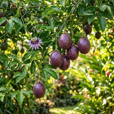 50 Purple Passion Fruit Seeds - Tropical Vine Seeds for Planting - Grow Sweet picture