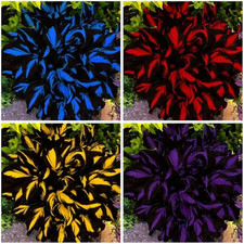 Mixed Hosta Seeds Collection(300+ Seeds),Variegated Foliage Shade picture