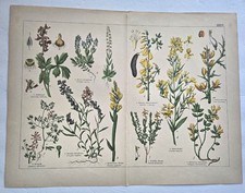 1886 Schubert Das Pflanzenriech Antique Lithograph-Botanical,-Natural history picture