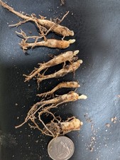 Ginseng rootlets grown in wild simulated woods. Roots are 1 year old. picture