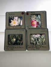 Orig 1946 Glass Slides New Mexico Wildflowers Botanical Glass Photos picture