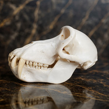 Life-Size Baboon Primate Skull Replica Model - Museum Quality Anatomical picture