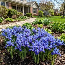Fresh 50 Dwarf Blue Iris Seeds for Home Gardening - Beautiful Perennial picture