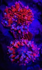 CB Flamethrower Bounce Mushroom – Ultra Rare Cornbred Coral – Live Reef picture