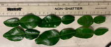 10 Kaffir Lime Leaves, FRESH (Citrus Hystrix, Makrut or Thai Lime) (6 pictured) picture