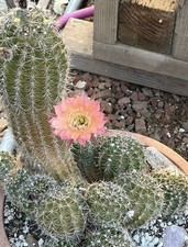 Large Echinopsis Hybrid Cactus Clump Pink Blooms 10 inch tall. picture