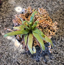 Pinguicula  x Sleepy hedgehog easy beginner Plant picture