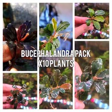 10 Random Bucephalandra Plants + A Mystery Bonus - Rare Aquarium Plants picture