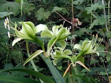 Rare Hippeastrum calyptratus Green Species Amaryllis 2” Seedling 2 Bulbs Per Pot picture