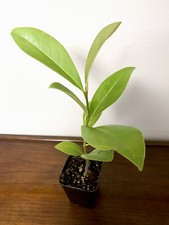 Southern Magnolia Tree (Magnolia grandiflora) - 2.5 inch pot picture