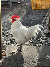 12+2American Bresse Npip Hatching Eggs     Nj Bresse Farm. LLC picture