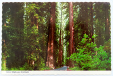 Silent Sentinals Redwood Highway Postcard Vintage Chrome California Trees Travel picture