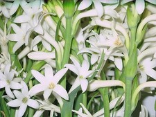 Tuberose large Bulbs single Mexican 3  bulbs  FREGRANT - Polianthus picture