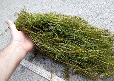 100 Live Elodea Canadensis Stems 1 lb Native Aquarium Koi Pond Turtle Plant Bulk picture