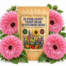 50 Pink Giant Teddy Bear Sunflower Seeds - Annual Pollinator Garden Flowers picture