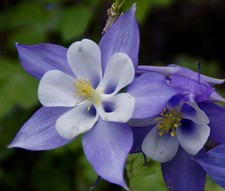 COLUMBINE BLUE STAR Aquilegia Caerulea - 300 Bulk Seeds picture