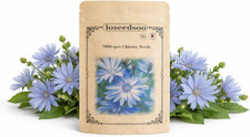 7000+ Chicory Seeds for Planting – Blue Wildflower Perennial Seeds, Hardy Cichor picture