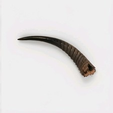 Real Natural Black Springbok  Horn Ribbed Texture Curved Horn for Hobby Use 11