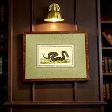 Warted Snake - 1794 RARE SHAW & NODDER Hand Colored Copper Engraving French Mat picture