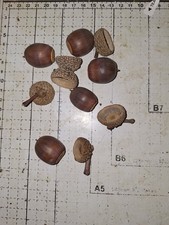 Large Acorns With Caps For Crafts picture