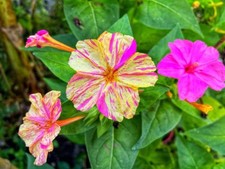 25 BROKEN COLORS FOUR O'CLOCK SEEDS | SALE  NON GMO HEIRLOOM picture
