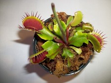 Adult Size Venus Flytrap (Fly Trap Carnivorous Plant) Dionaea Muscipula 3in. pot picture