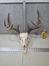 Wild 8 point 124-7