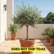 Arbequina Olive Tree Olea Europaea Live Plant Fruiting 1 Gallon Pot 1-2 Ft Tall picture