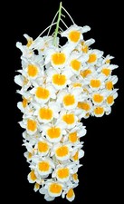 Dendrobium farmeri Near Blooming Size Beautiful Orchid Species. picture