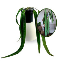 Anthurium Pallidiflorum Live Plant| Green Live House Plants for indoor picture