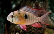 3-Pack Bolivian Ram Cichlids 1–1.5″ – Peaceful Live Freshwater Dwarf Cichlids picture