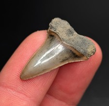 Absolute Gem Rare Isurus Praecursor Mako Shark Tooth North Florida Eocene picture