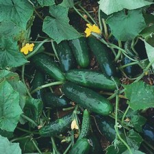 Marketmore 76 Cucumber Seeds, NON-GMO, Variety Sizes Sold, picture