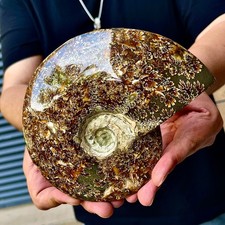 1.56LB Rare natural polished Natural conch fossil specimens of Madagascar picture