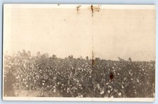 c1910's View Of Cotton Field Imperial California CA RPPC Photo Antique Postcard picture