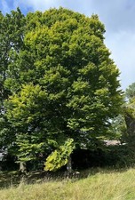 EUROPEAN HORNBEAM ( Carpinus Betulus ) Bulk Avalible picture