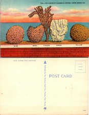 Five Varieties of Commercial Sponges Tarpon Springs Florida FL Postcard picture
