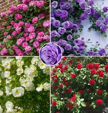 Mix Climbing Rose Rosa Seeds Bush Vine Climber Fragrant Butterfly 100pcs picture