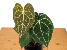 Rare Anthurium Clarinervium Houseplant in 4-inch Pot - Exotic Aroid with Unique picture