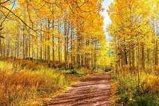 50 Golden QUAKING ASPEN TREE Populus Tremuloides White Bark Yellow Fall Seeds picture